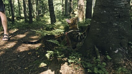 One cat in a city park. Bengal wildcat walk on the forest in collar. Asian Jungle Cat or Swamp or Reed. Domesticated leopard cat.