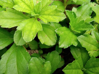 green leaves background