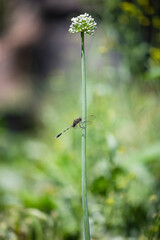 dragonfly on a flower