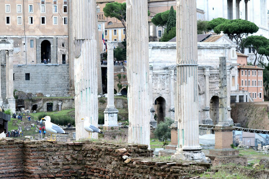 view to the roman forum - temple of Castor and Pollux (Il Tempio dei Dioscuri), Septimius Severus Arch, Senatorial Palace Capitoline Hill - Rome, Italy