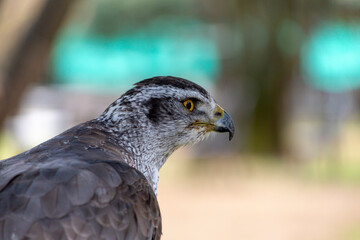 ハンターであるオオタカの鋭い視線
