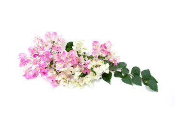 Bougainvillea flower isolated on white background.