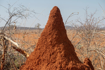 red termite mound