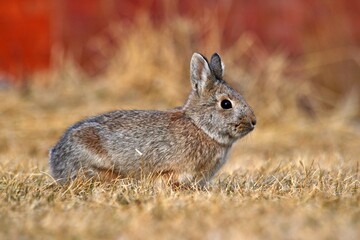 rabbit in the grass