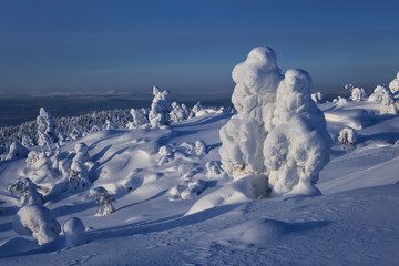 Snow-covered trees in the mountains on a sunny day, Kola Peninsula, Russia