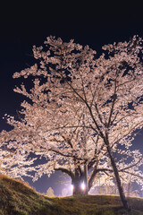sakura in the night