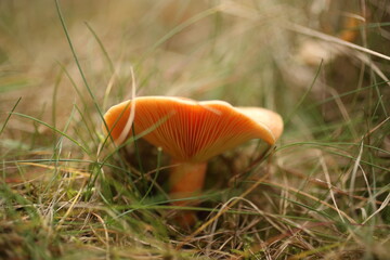 Saffron milk caps or lactarius deliciosus showing its texture