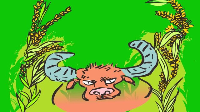                         footage  of orange buffalo shaking head
                        between rice field.