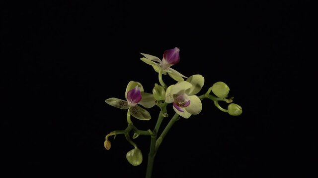 4K Time Lapse of orchid flower bud blooming, blossoming and opening