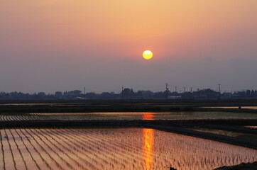 夕陽と水田