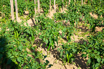 Fototapeta na wymiar Closeup of young green peppers ripening on bushes in vegetables garden on sunny summer day