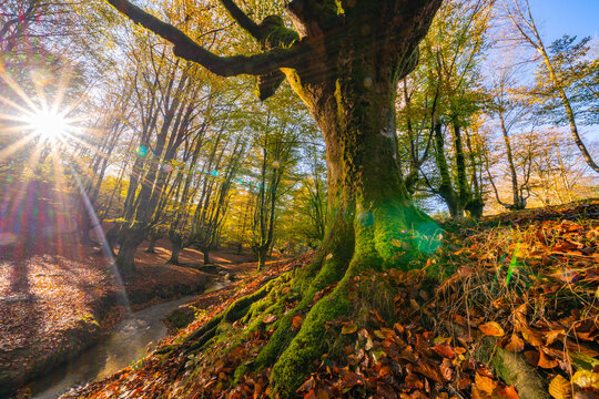 Colorful autumn at Otzarreta forest in gorbea natural park, Spain