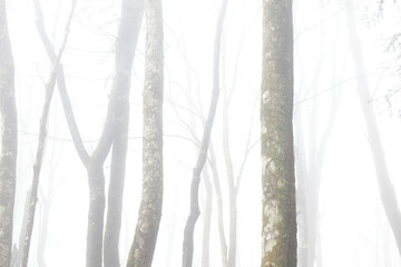 forest in fog