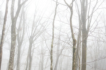 forest in fog