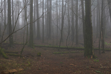 forest in fog