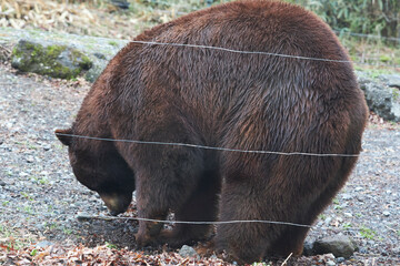brown bear cub © N/ymzk