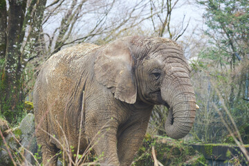 Fototapeta premium old elephant 