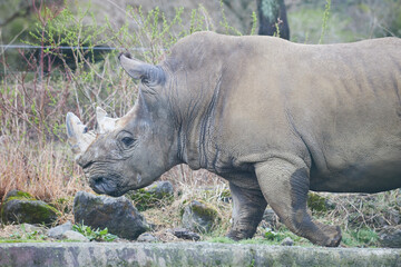 Naklejka premium rhino in the wild