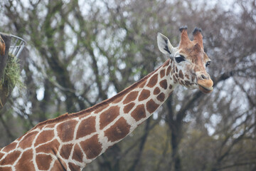 giraffe in zoo