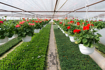 Industrial growth of pink roses in a Dutch greenhouse