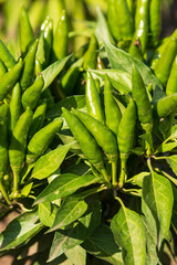 Fototapeta premium hot green peppers on a branch