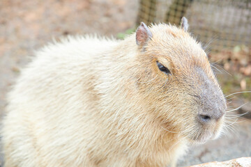 Capybara