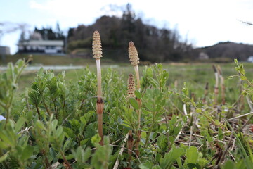 春の風物詩、土筆（つくし）
