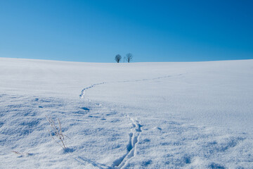 Fototapeta na wymiar 冬の美瑛町 親子の木と青空 
