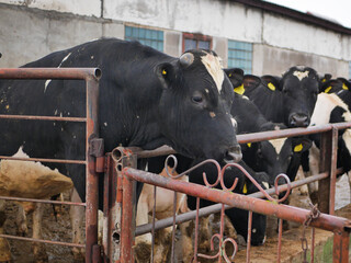 Cattle for meat production in farm