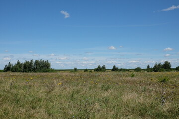 Fototapeta premium Various steppe herbs under the blue sky. Several trees in the steppe. Scenery.