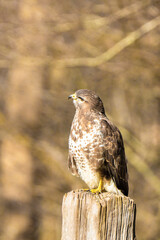Buzzard in the forest. Sitting on a wooden post. Wildlife Bird of Prey, Buteo buteo, Looking right. Wildlife scene from nature