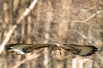 Buzzard in the forest. Flies into the forest, seen from behind in detail. Wildlife Bird of prey, Buteo buteo, Wildlife scene from nature