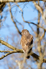 Buzzard in the forest. Sitting on a branch of a deciduous tree in winter. Wildlife Bird of Prey,. Detailed feathers in close up. Blue sky behind the trees. Wildlife scene from nature, seen from behind