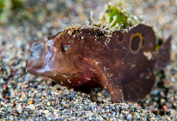 Baby Ocellated Frogfish - Nudiantennarius subteres yawns. Macro underwater world of Tulamben, Bali, Indonesia.