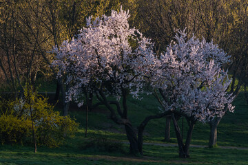 A Tree with Beautiful Flowers in Bloom on a Warm Sunny Spring Morning