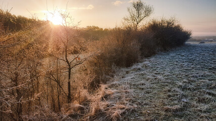 Morning mist in the forest. Golden hour light, contrasting shadows to green grass and orange sun.