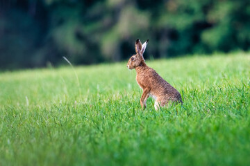 European brown hare. Lepus europaeus. European hare. Rabbit on the ground. Wild rabbit. European wild hare © mariusgabi