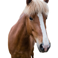 Obraz premium Sorrel horse with a mark on the muzzle. Close up. Isolated
