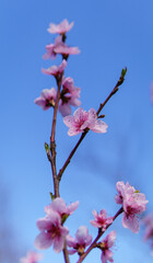 Kirschblüte