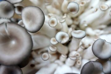 Fresh shiitake mushroom isolated,Dried mushrooms on white background