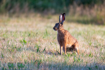 European brown hare. Lepus europaeus. European hare. Rabbit on the ground. Wild rabbit. European wild hare