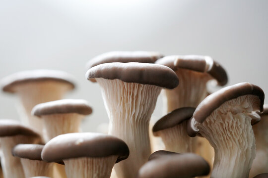 Fresh shiitake mushroom isolated,Dried mushrooms on white background