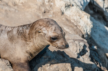 Immature California Sea Lion (Zalophus californianus) at hauling-out, Point Dume, California, USA