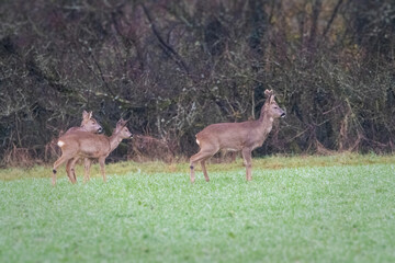 Deer on the green field. Deer in the grass. Capreolus capreolus. Deer in the forest