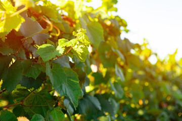 Grapes bush leaves in a vineyard close up