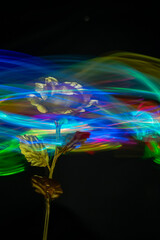 Blurred crystal glass roses on colored light background in black backdrop.