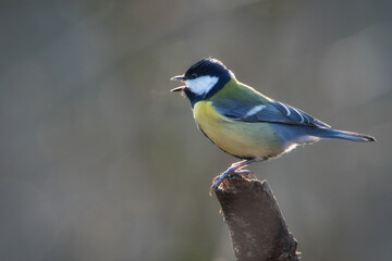 Tit on branch. Close-up of great tit. Parus major - birds-spring. 