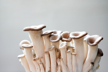 Fresh shiitake mushroom isolated,Dried mushrooms on white background