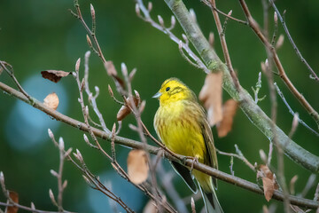 Yellowhammer Emberiza citrinella - portrait, closeup. Yellow bird