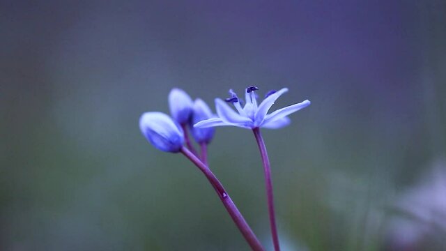 Scilla bifolia, the alpine squill or two-leaf squill, is a herbaceous perennial plant growing from an underground bulb belonging to the genus Scilla of the family Asparagaceae.